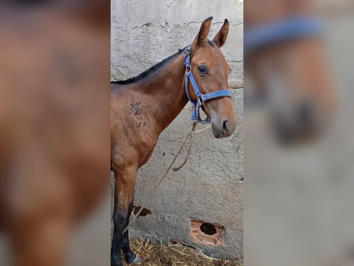 PRE Étalon Poulain (02/2024) Bai cerise in Almeria