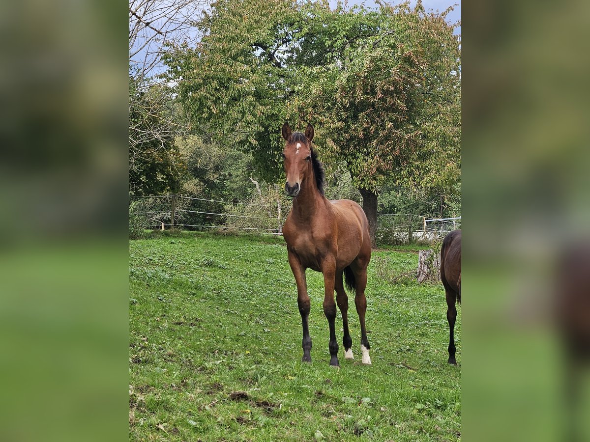 PRE Étalon Poulain (05/2024) Bai in Neuffen