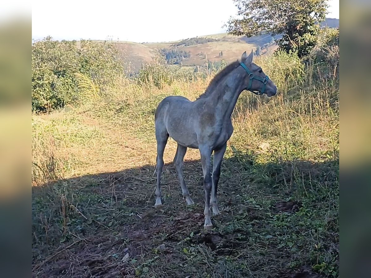 PRE Étalon Poulain (03/2024) Gris in Cangas Del Narcea