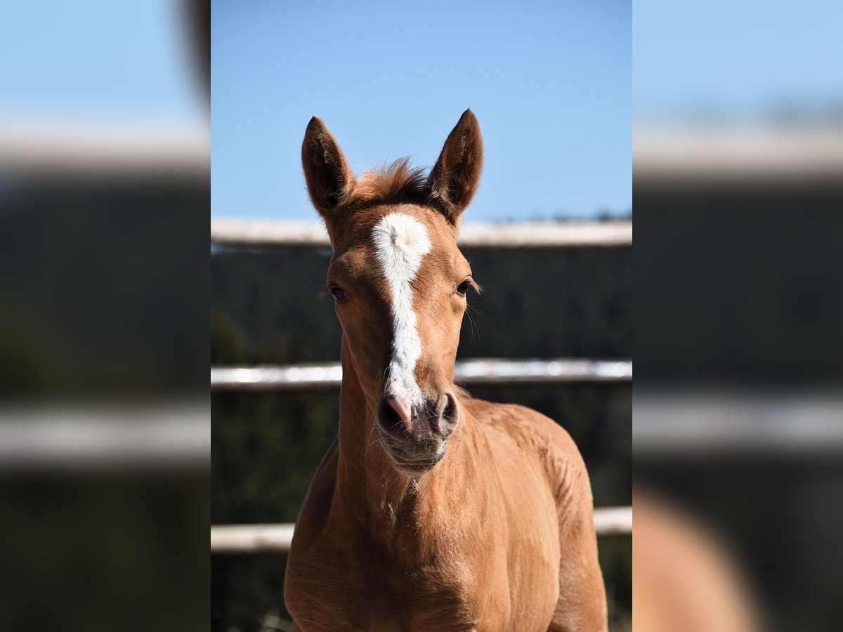 PRE Étalon  Palomino in Manhay