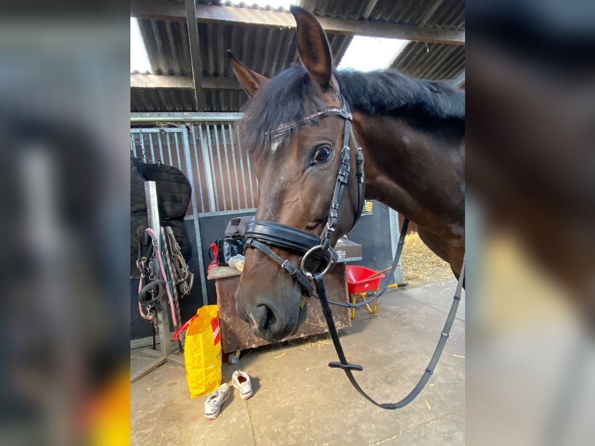 PRE Gelding 10 years 15,1 hh Bay-Dark in Lisserbroek