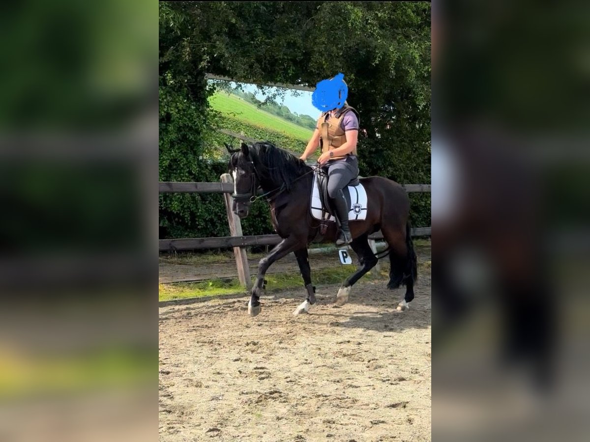 PRE Gelding 10 years 15,1 hh Black in Zierikzee