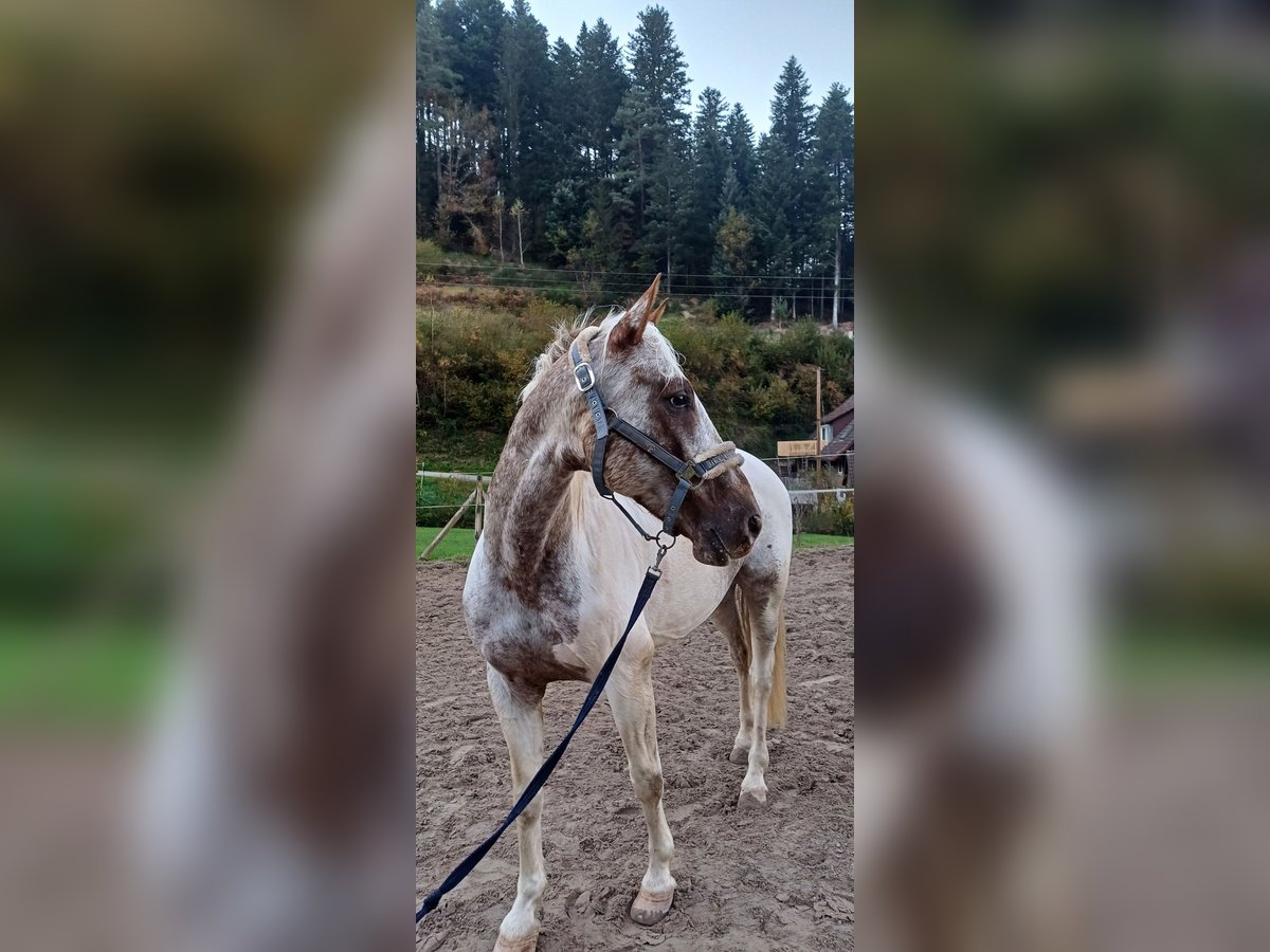 PRE Mix Gelding 10 years 15,1 hh Pinto in Gutach (Schwarzwaldbahn)