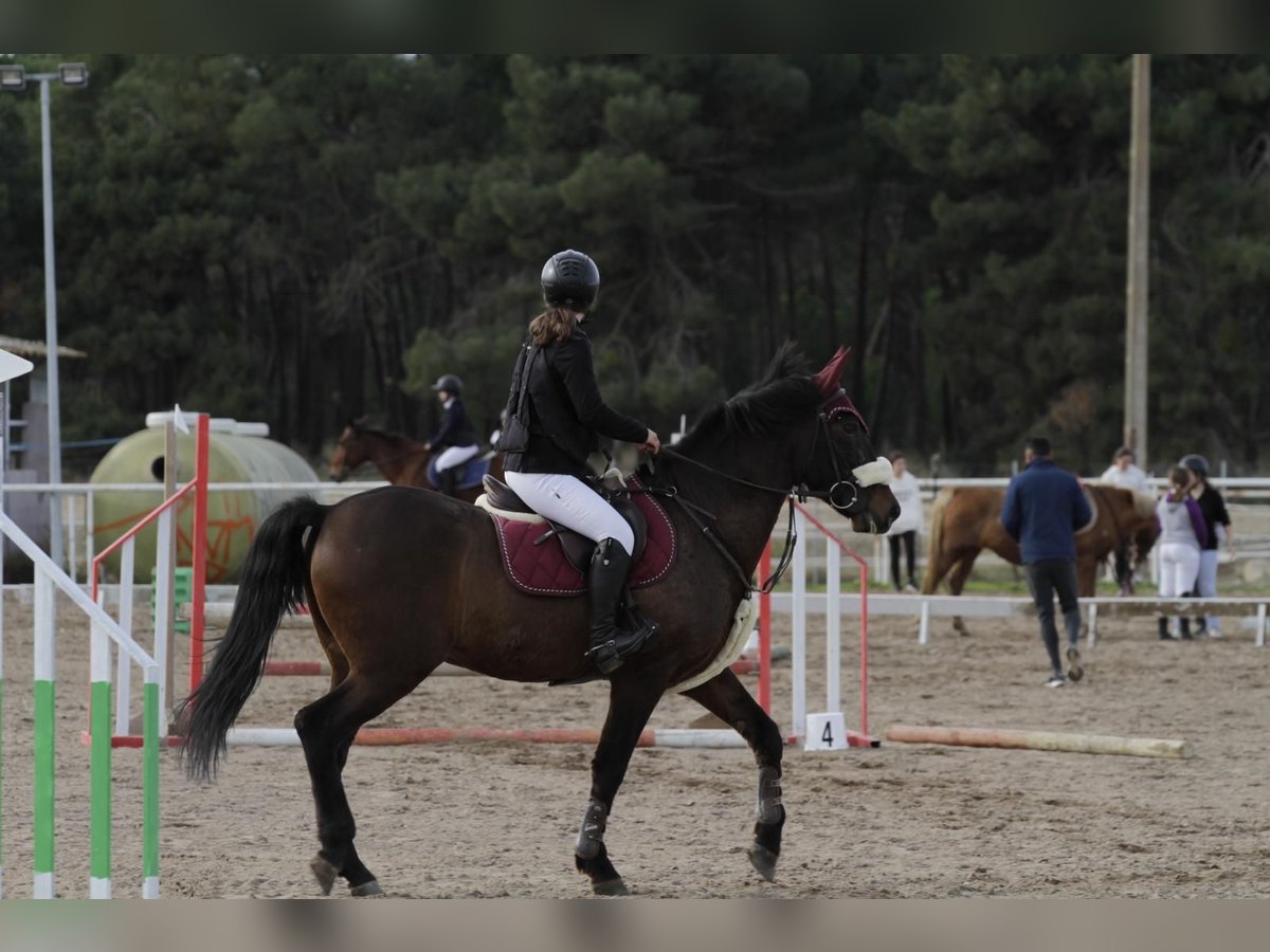 PRE Gelding 10 years 15,2 hh Brown in Simancas