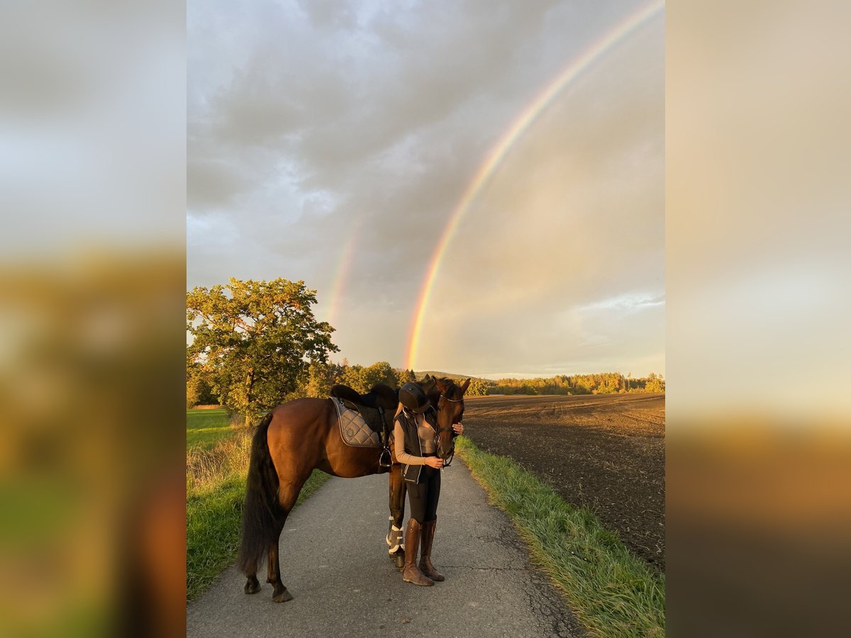 PRE Gelding 10 years 15,2 hh in Bermatingen