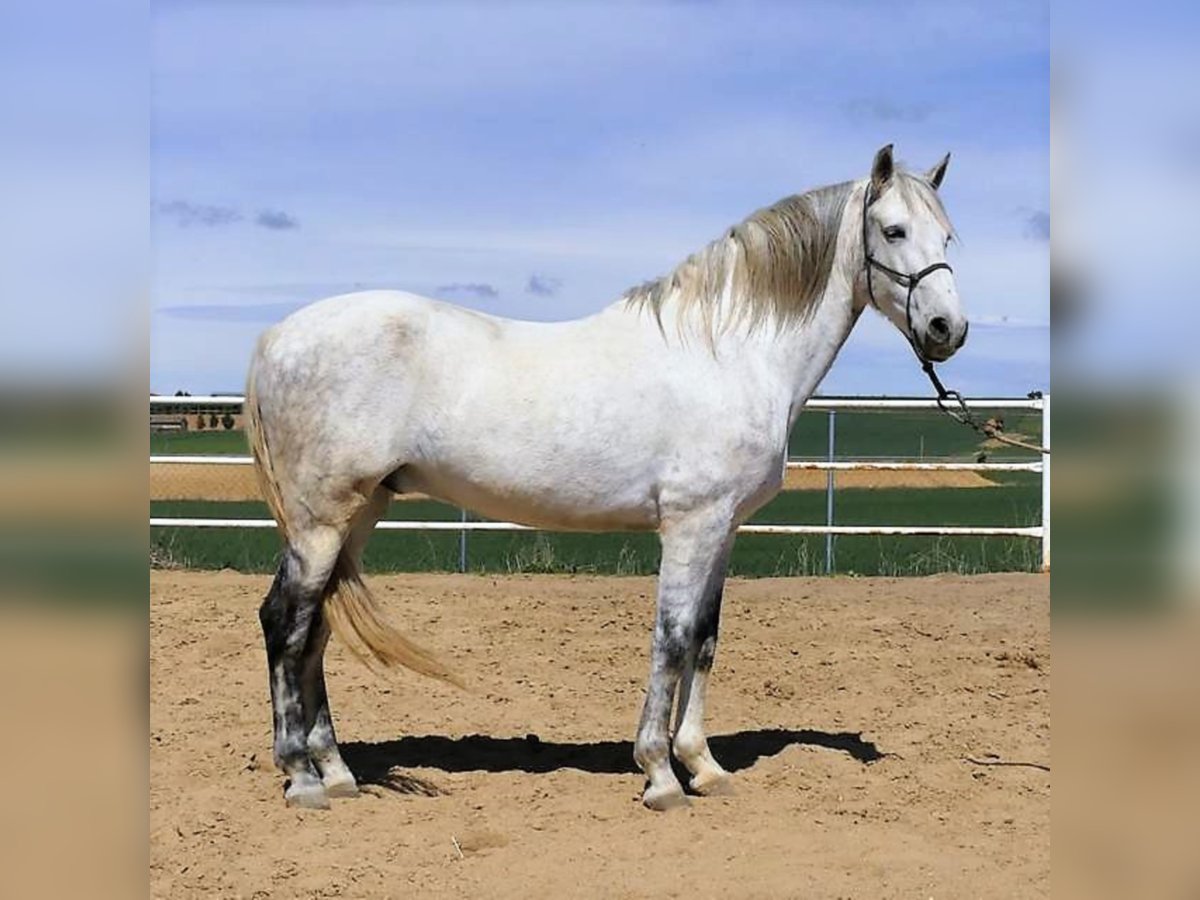 PRE Mix Gelding 10 years 15,2 hh Gray in Zamora