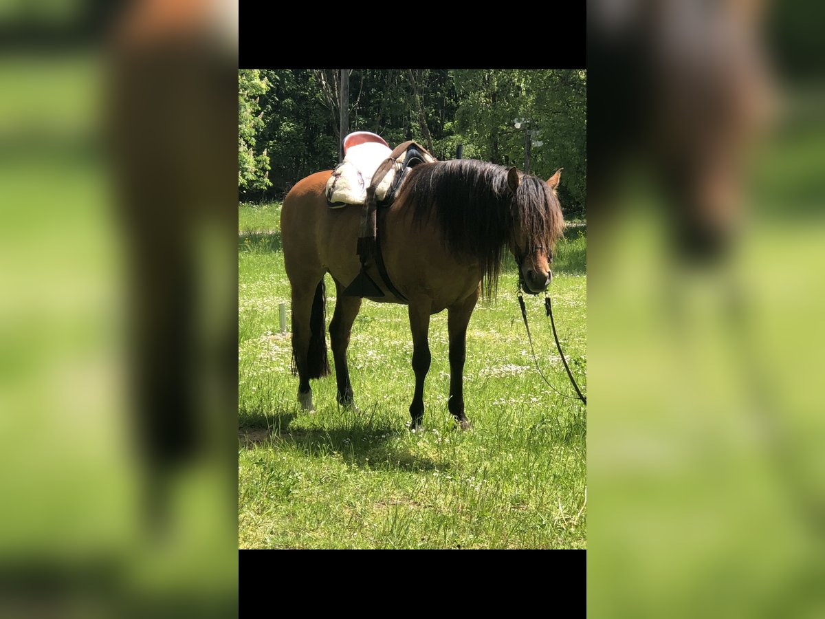 PRE Gelding 10 years 15,3 hh Brown in Sailauf