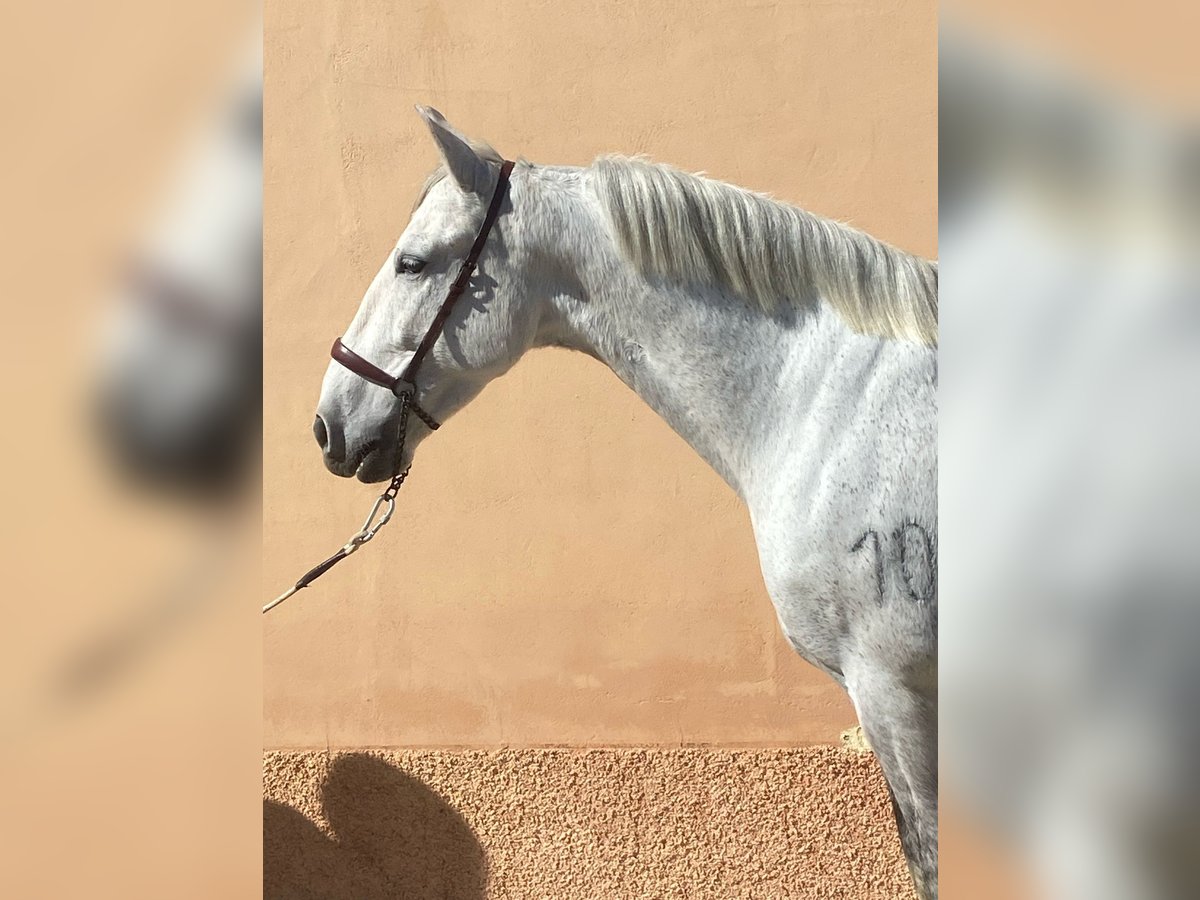 PRE Mix Gelding 10 years 15,3 hh Gray-Dapple in Martfeld