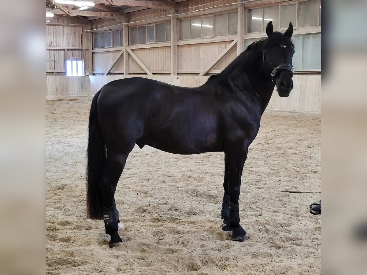 PRE Mix Gelding 10 years 15,2 hh Black in Henggart