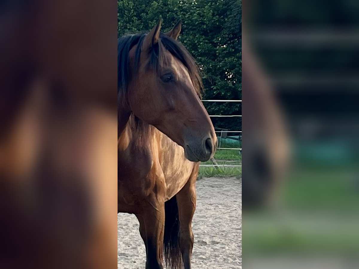 PRE Mix Gelding 10 years 15,2 hh Brown in Bad Segeberg