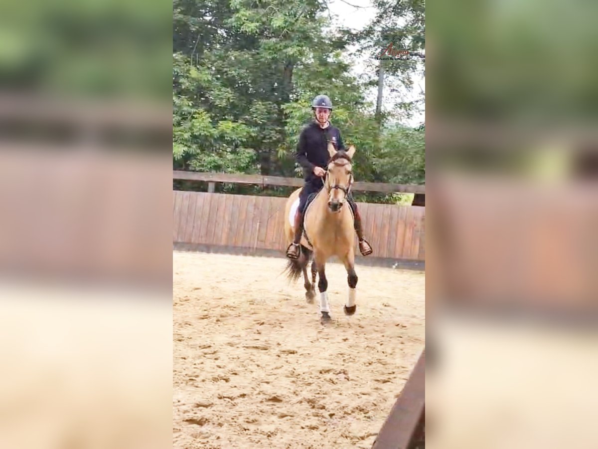 PRE Gelding 10 years 15,2 hh Dun in Caumont