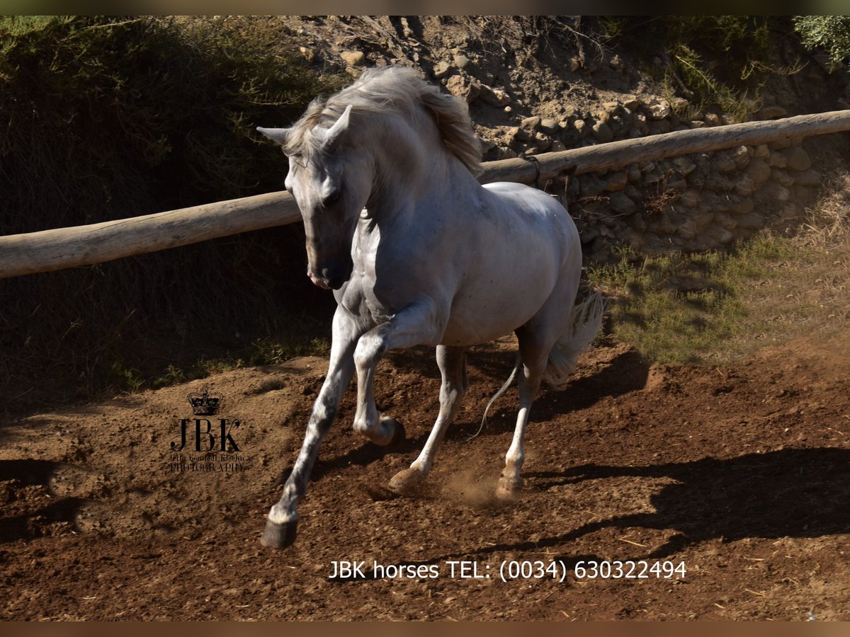PRE Mix Gelding 10 years 15,2 hh Gray in Tabernas
