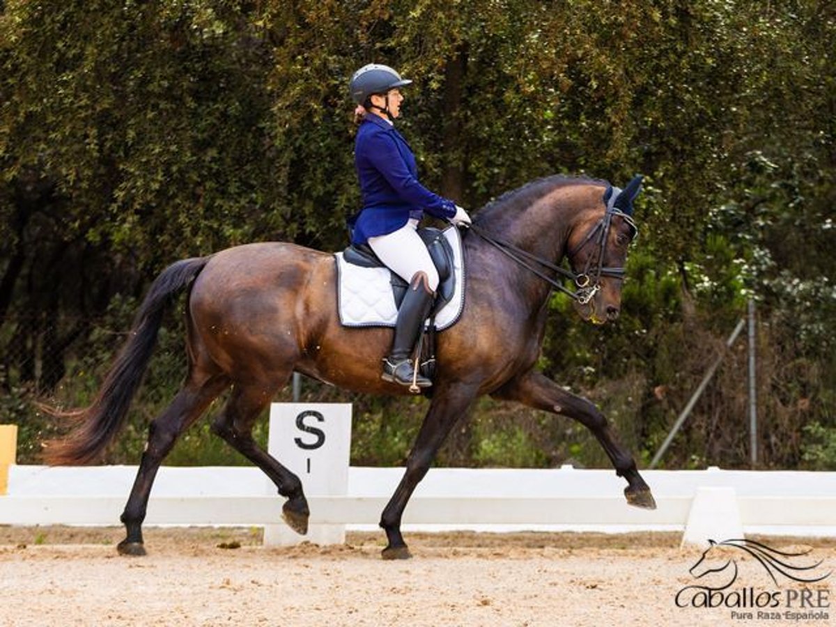 PRE Gelding 10 years 16,2 hh Brown in Barcelona