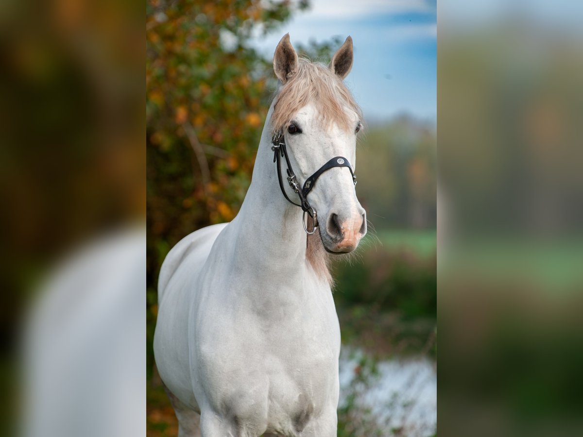 PRE Gelding 10 years 16 hh Gray-Blue-Tan in Beusichem