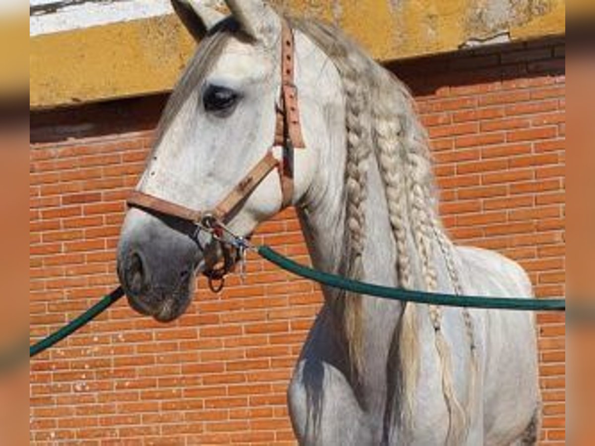 PRE Mix Gelding 10 years 16 hh Gray in MADRID