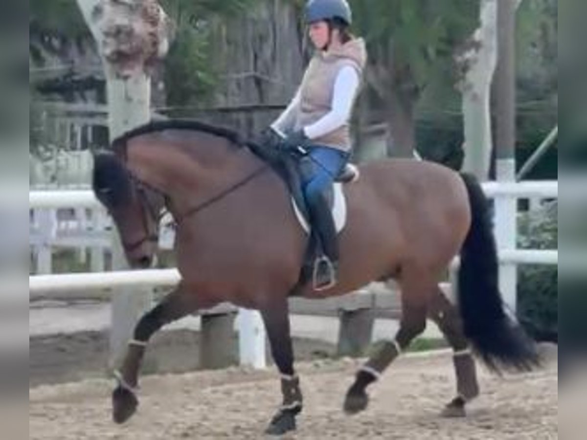 PRE Mix Gelding 11 years 15,3 hh Bay in Malaga