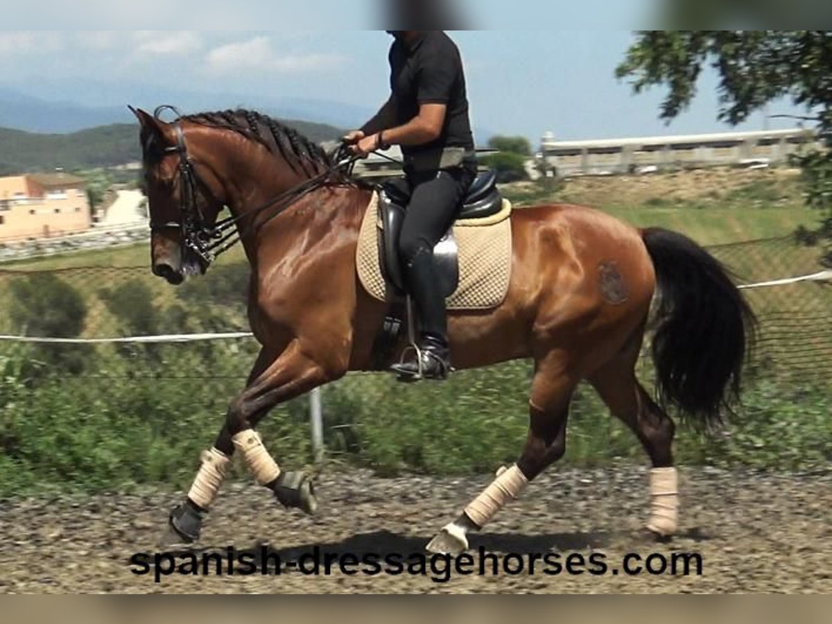 PRE Gelding 11 years 15,3 hh Brown in Barcelona