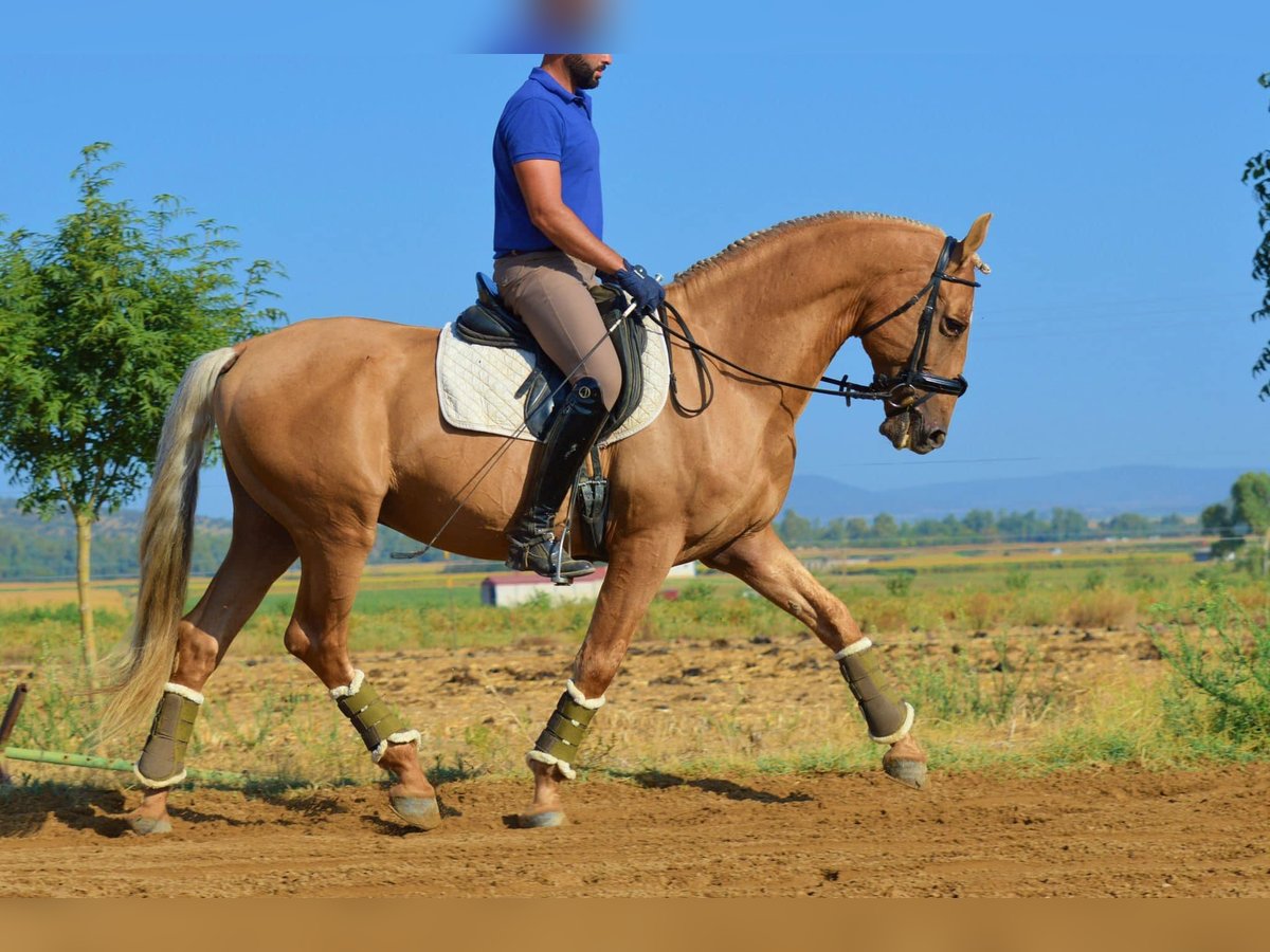 PRE Mix Gelding 11 years 15,3 hh Palomino in Castuera