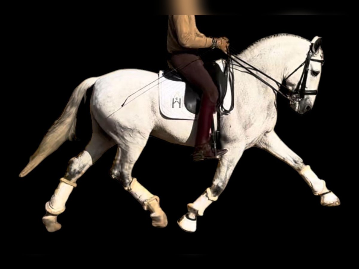 PRE Mix Gelding 11 years 15,3 hh Grey-Dapple in Martfeld PRE Mix Gelding 11 years 15,3 hh Grey-Dapple in Martfeld
