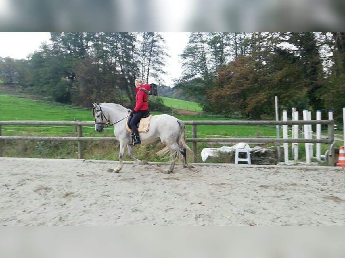 PRE Gelding 11 years 16,1 hh Gray in Graz, Riess