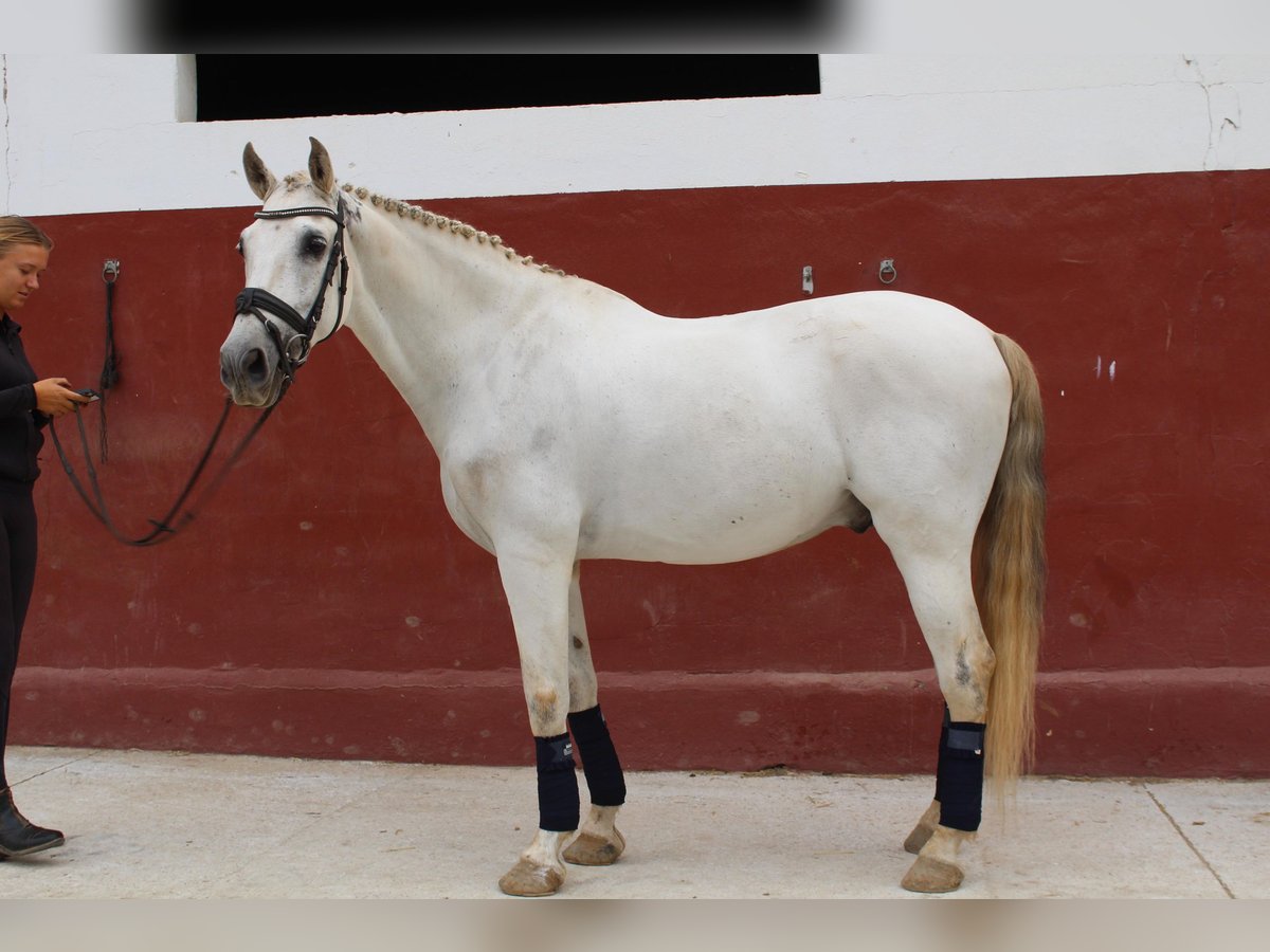 PRE Gelding 11 years 16,2 hh Can be white in Mijas Andalusien