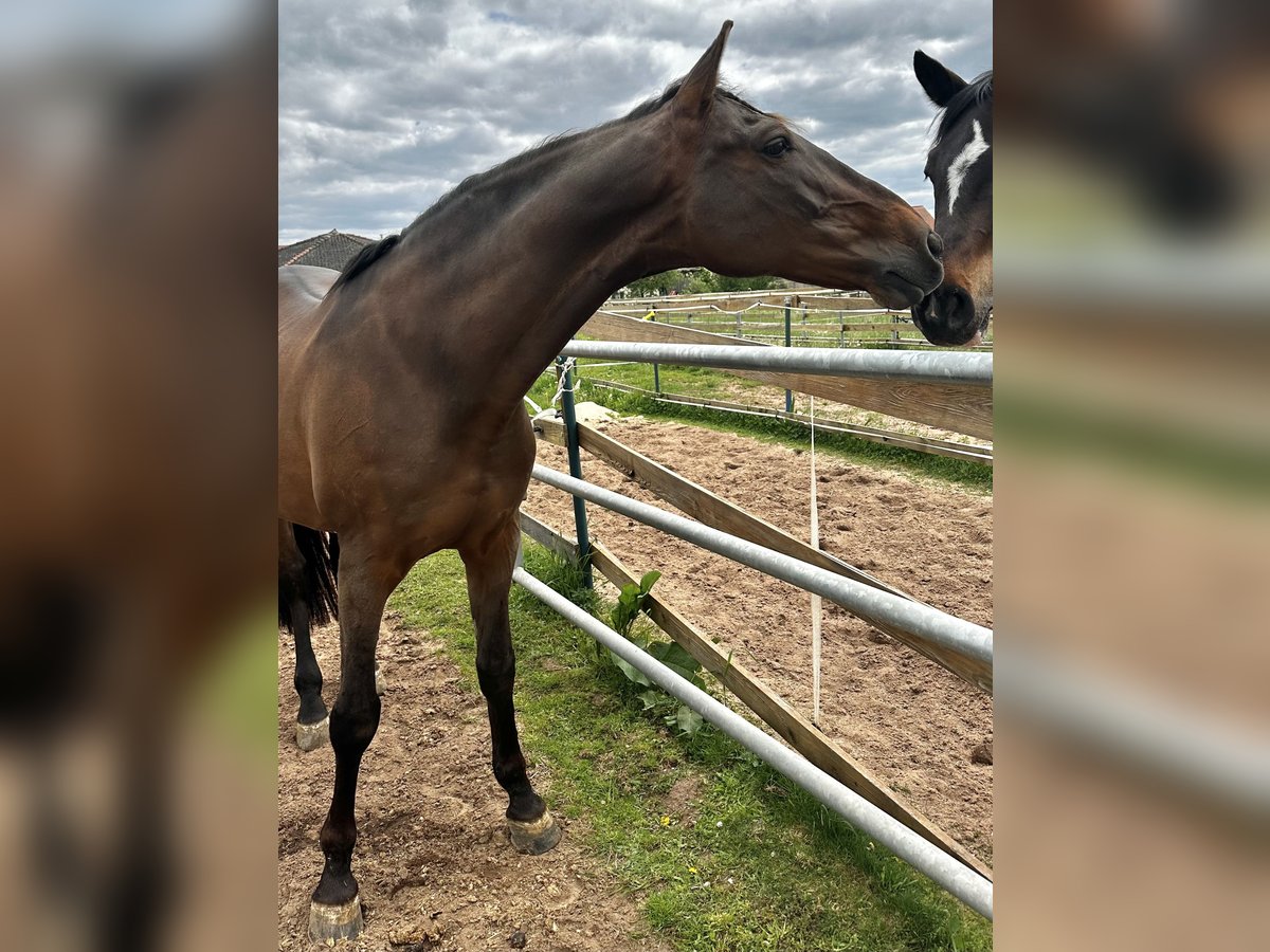 PRE Mix Gelding 11 years 16 hh Brown in Puschendorf
