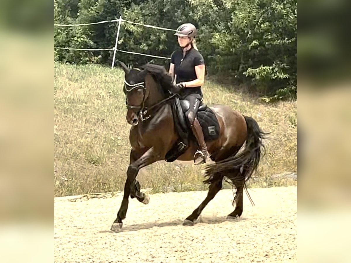 PRE Mix Gelding 11 years 16 hh Brown in Puschendorf