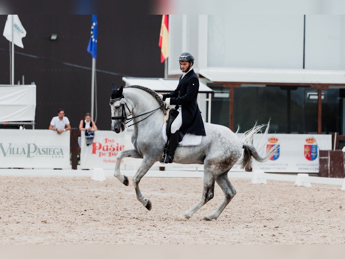PRE Gelding 11 years 16,3 hh Grey in Madrid