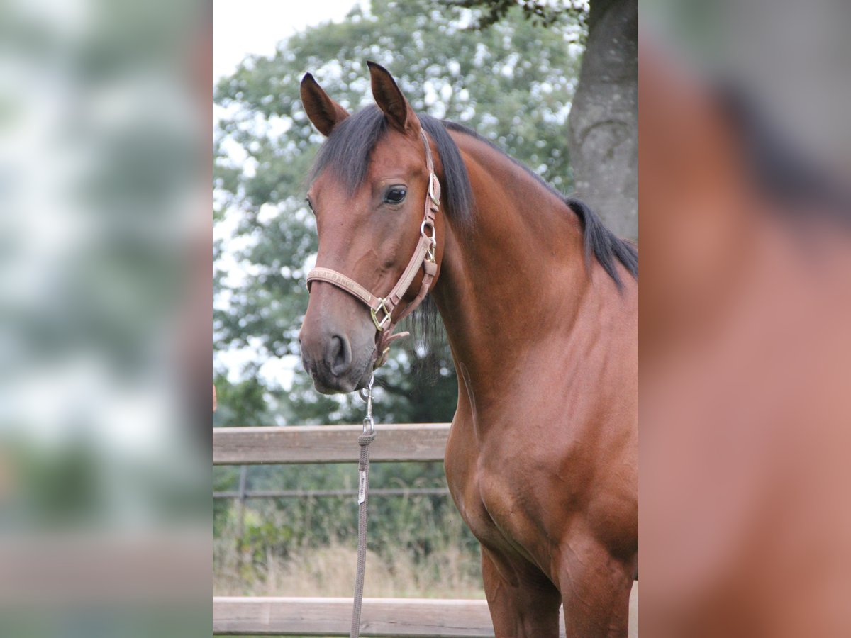 PRE Mix Gelding 11 years Brown in Nistelrode