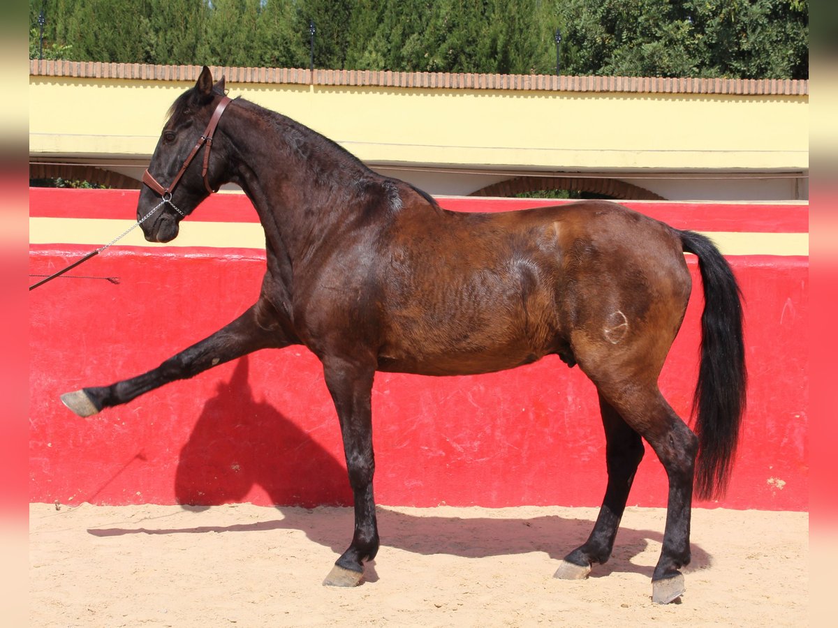 PRE Mix Gelding 12 years 15,2 hh Brown in Rafelguaraf