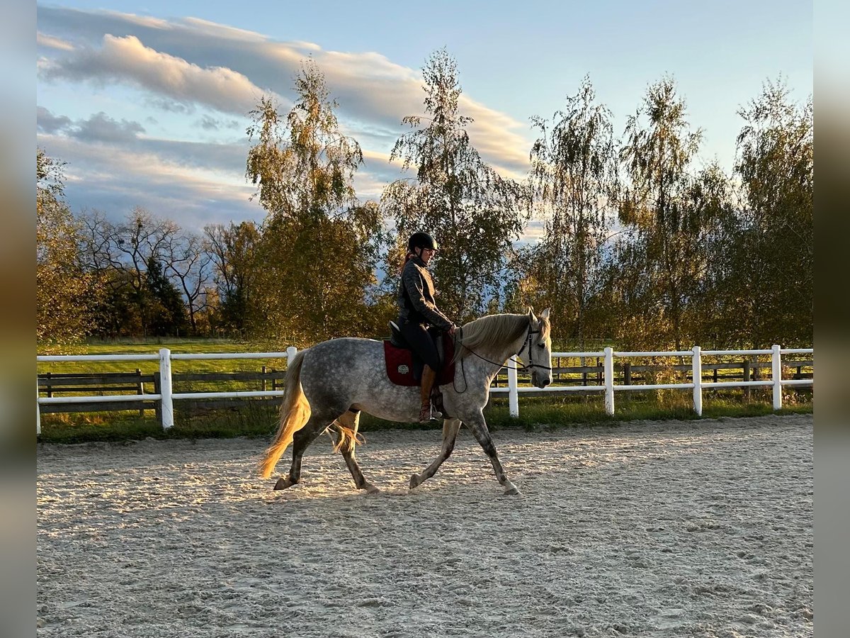 PRE Gelding 12 years 15,2 hh Gray-Dapple in Feldkirchen