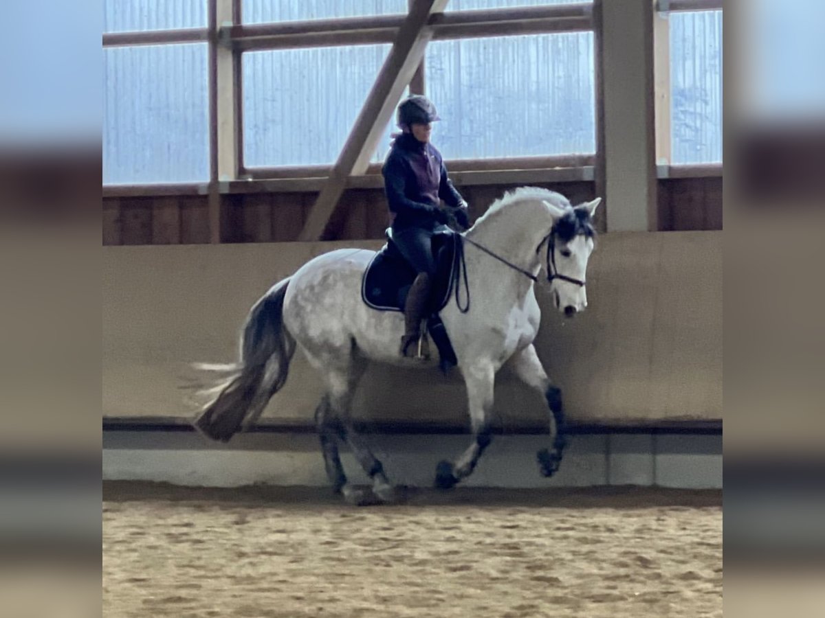 PRE Mix Gelding 12 years 15,2 hh Gray in Wolnzach