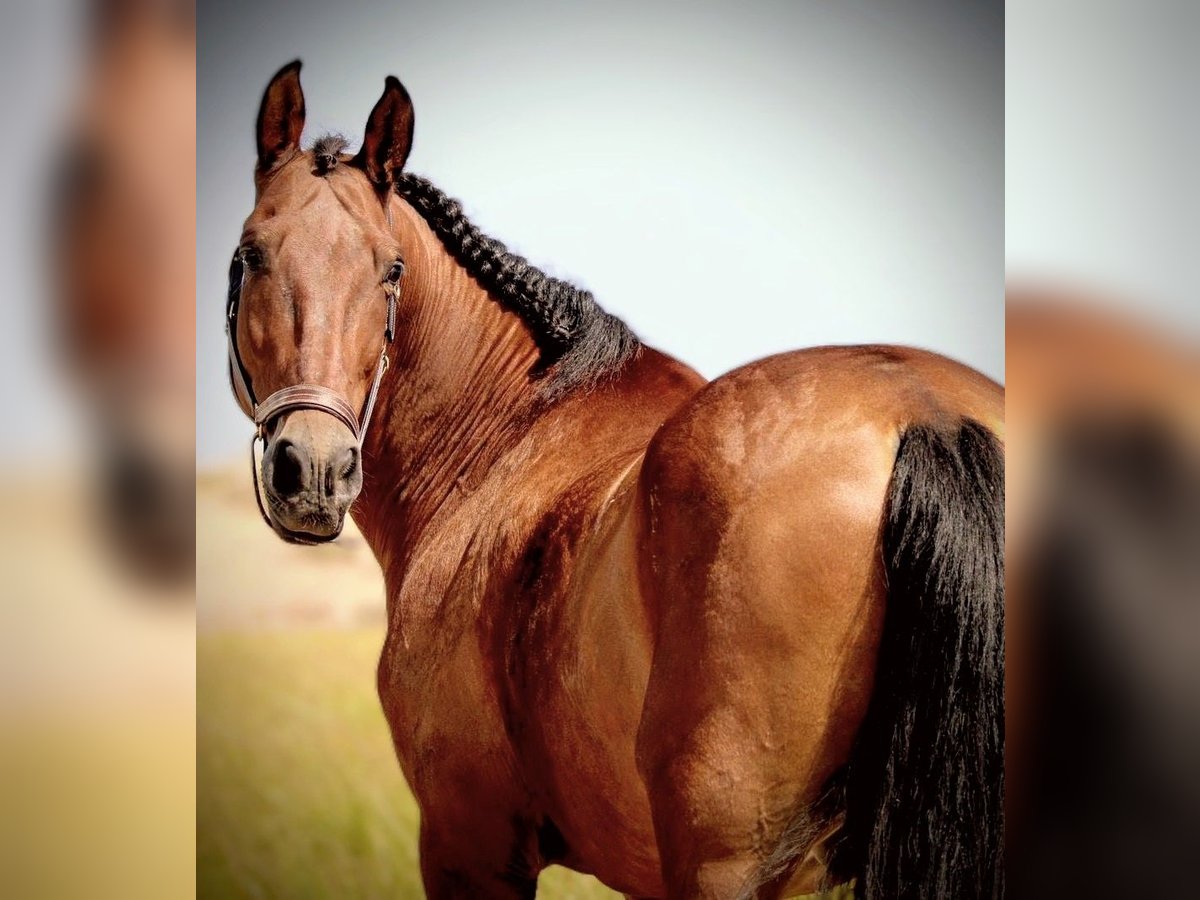 PRE Mix Gelding 12 years 15,2 hh Brown in Valencia