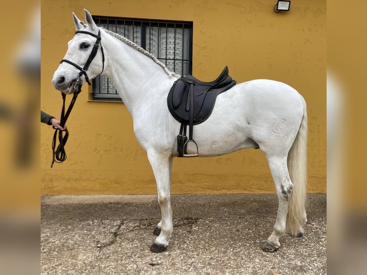 PRE Mix Gelding 12 years 15,2 hh Grey in Talarrubias