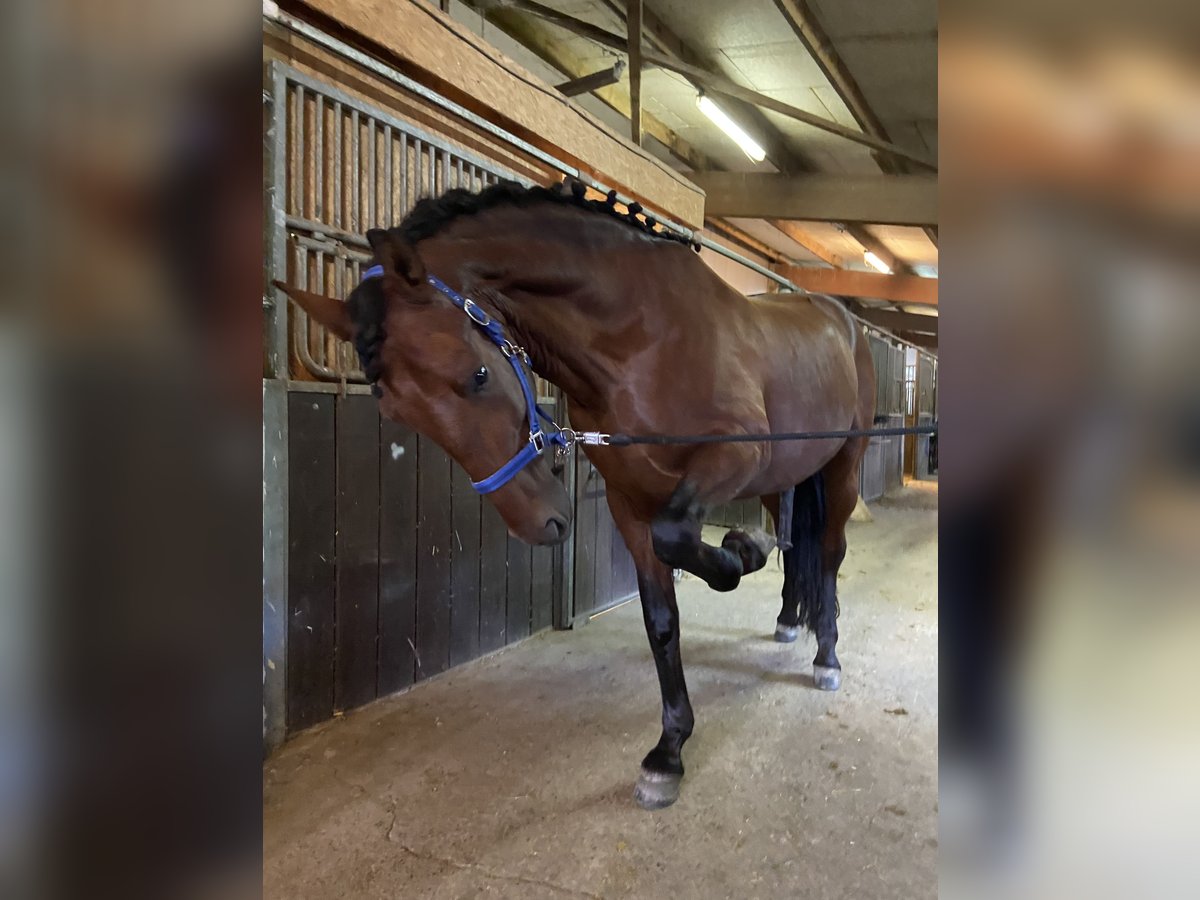 PRE Mix Gelding 12 years 16,1 hh Bay in Malsch