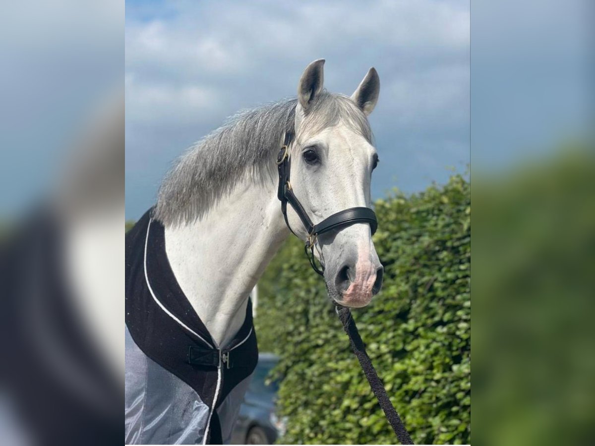 PRE Mix Gelding 12 years 16,1 hh White in Leerbroek