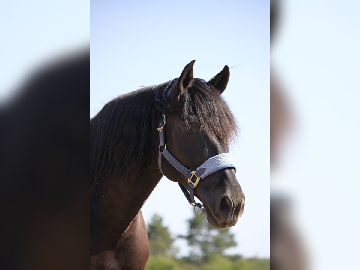 PRE Mix Gelding 12 years 16,2 hh Smoky-Black in Sommerhausen