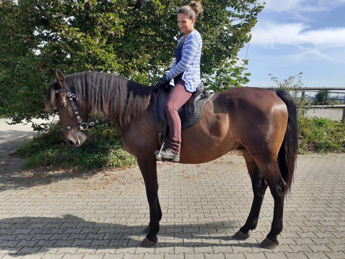 PRE Mix Gelding 12 years 16 hh Brown in Dietlikon