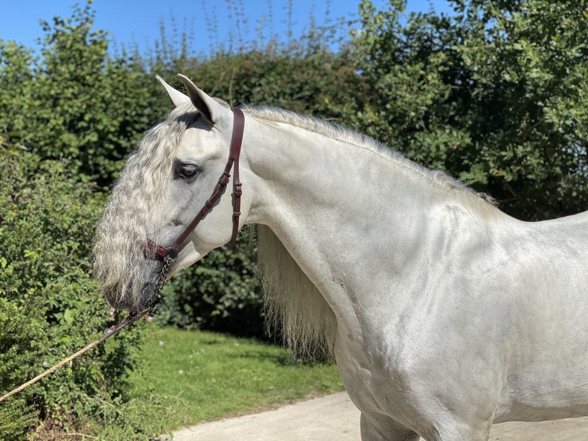 PRE Gelding 12 years 16 hh White in West Berkshire