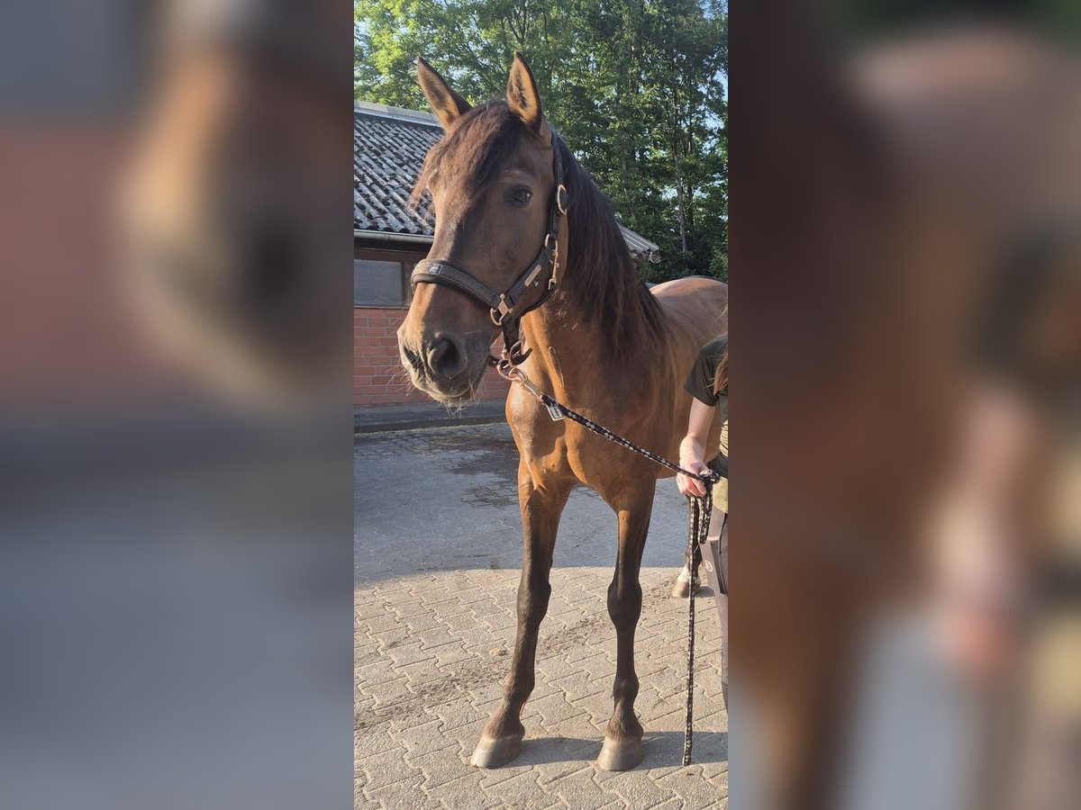 PRE Gelding 12 years 16,1 hh Brown in Bielefeld PRE Gelding 12 years 16,1 hh Brown in Bielefeld