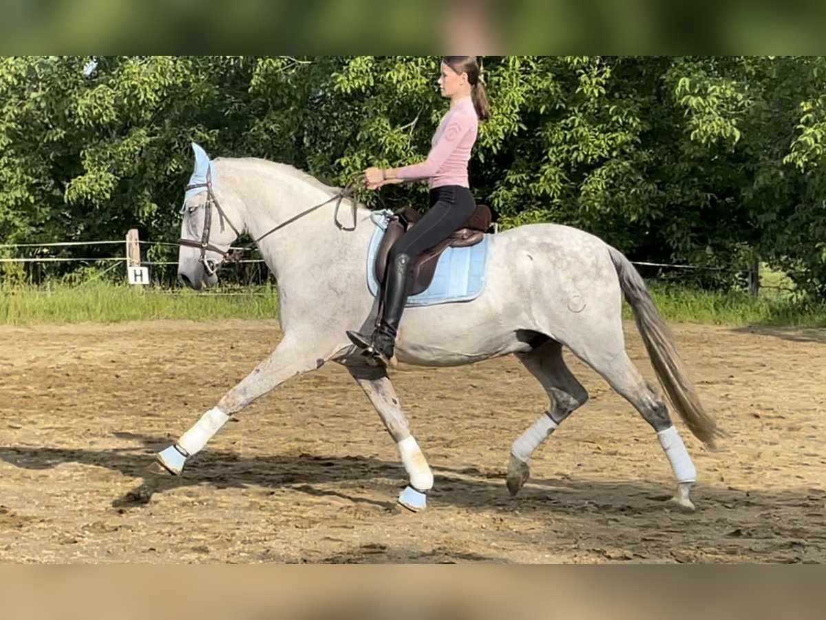 PRE Mix Gelding 12 years 17 hh Gray-Fleabitten in Bad Aibling