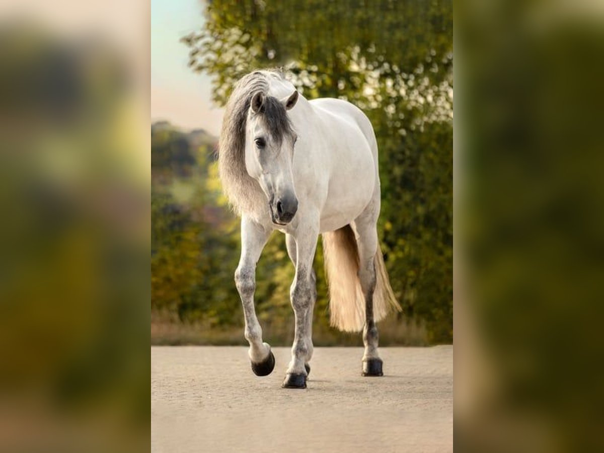 PRE Gelding 13 years 16,1 hh Gray in Haag