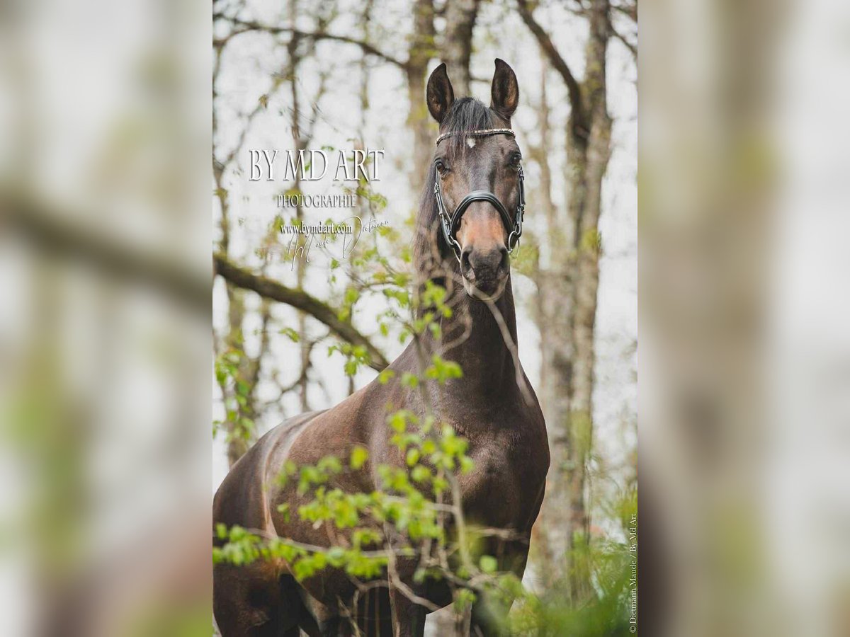 PRE Mix Gelding 13 years 16,1 hh Bay-Dark in Sourcieux les mines
