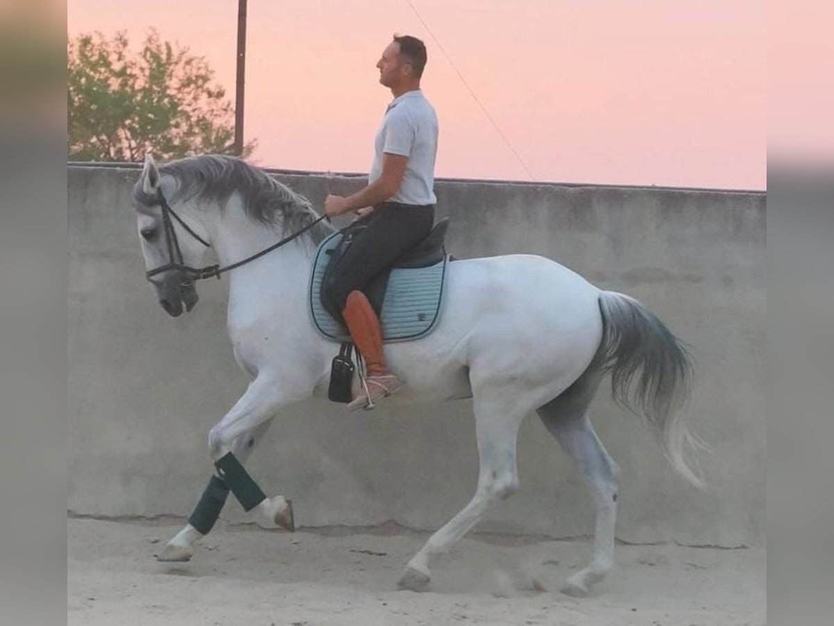 PRE Mix Gelding 13 years 16,1 hh Grey in Madrid