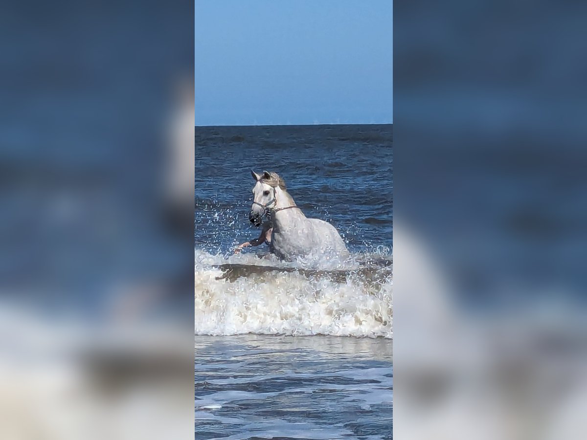 PRE Mix Gelding 14 years 14,1 hh Gray in Köln PRE Mix Gelding 14 years 14,1 hh Gray in Köln