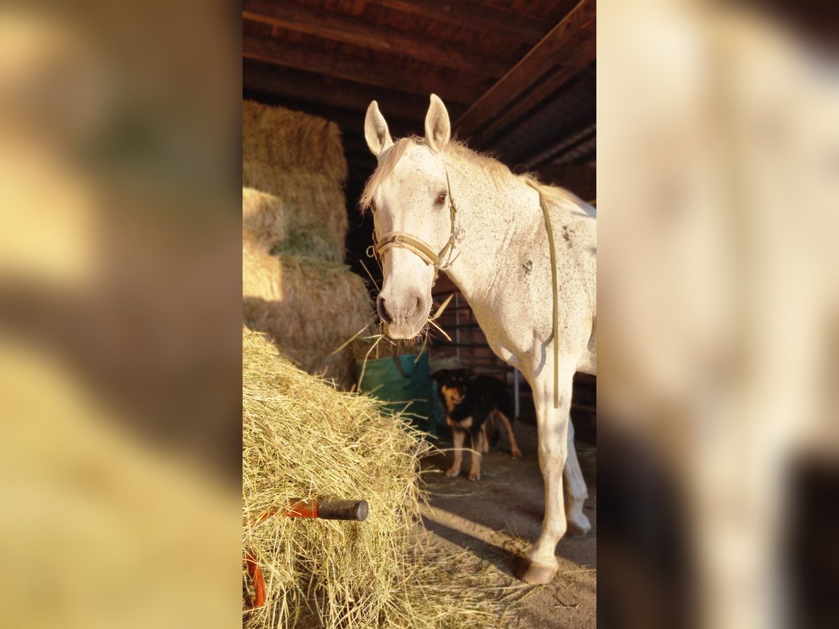 PRE Mix Gelding 14 years 14,2 hh Gray-Fleabitten in Engstingen PRE Mix Gelding 14 years 14,2 hh Gray-Fleabitten in Engstingen