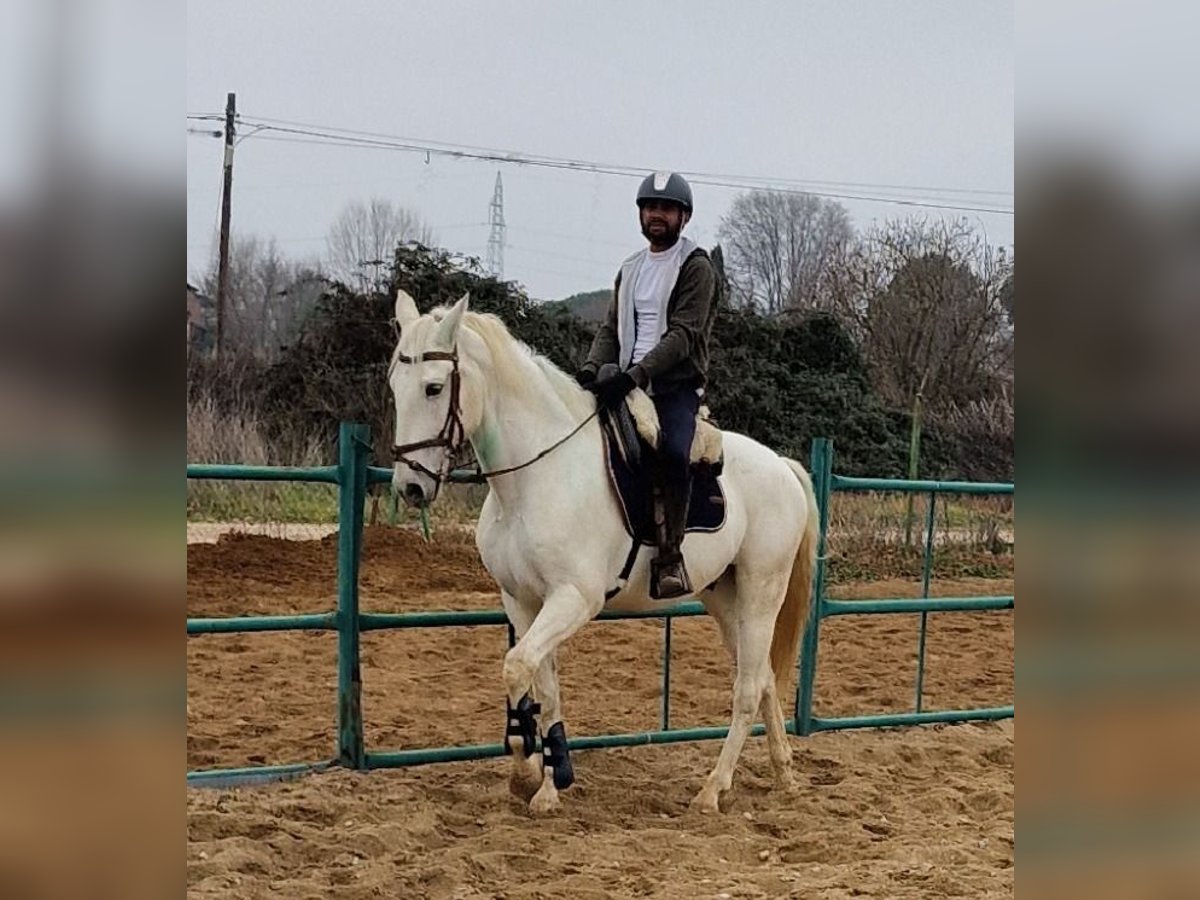 PRE Mix Gelding 14 years 16 hh Gray in Fuente El Saz De Jarama