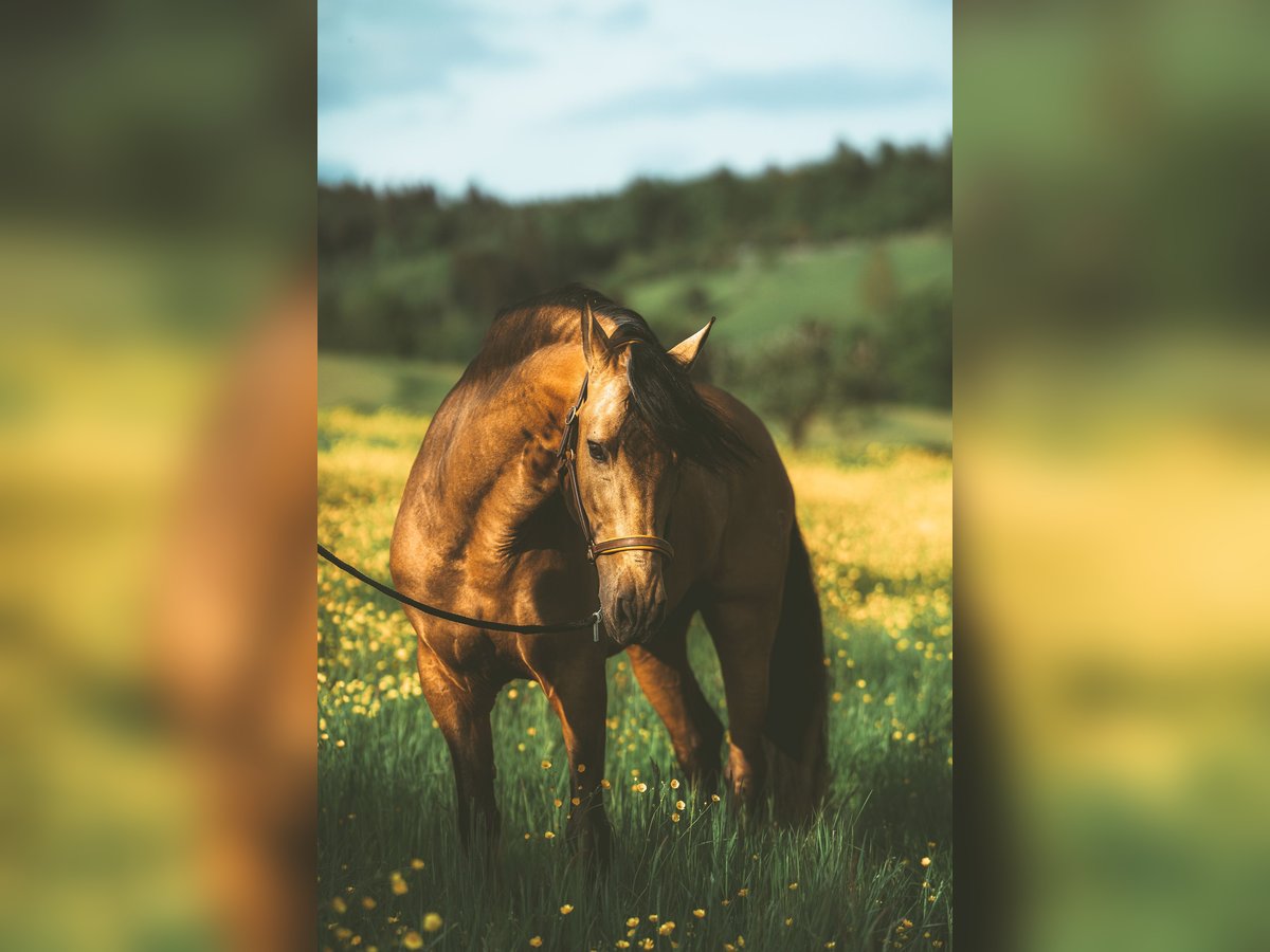 PRE Mix Gelding 14 years 16,1 hh in Zell am Harmersbach