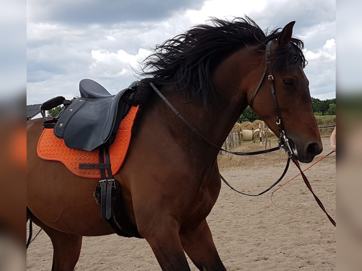 PRE Mix Gelding 14 years Brown in Bindow