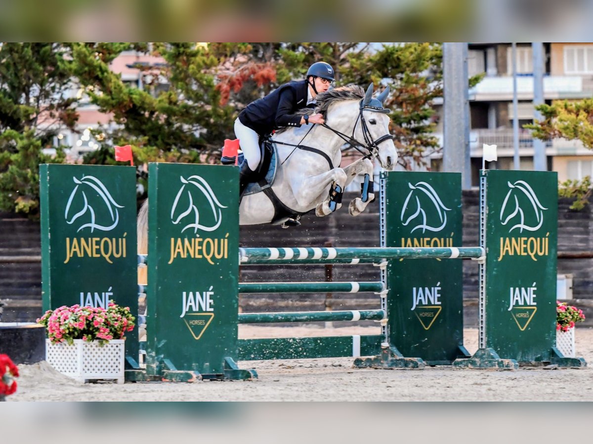 PRE Mix Gelding 15 years 15,2 hh Grey in Sant Climent De Llobregat PRE Mix Gelding 15 years 15,2 hh Grey in Sant Climent De Llobregat